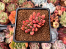 Pachyphytum Compactum 'Pink Glaucum' 1"-2" Cluster Succulent Plant