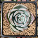 Echeveria 'Steel Heart' 2" Succulent Plant