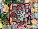 Echeveria Agavoides 'Casio' 4" Succulent Plant