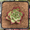 Echeveria Agavoides sp. 2" Succulent Plant