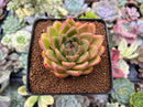 Echeveria Agavoides sp. 2" Succulent Plant