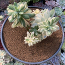Echeveria 'Minibelle' Variegated Cluster 4"-5" Succulent Plant