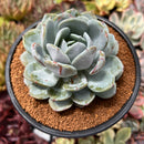 Echeveria 'Icy Purple' 4" Succulent Plant