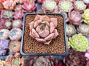 Echeveria 'Lilacina' x 'Rubin' Hybrid 1" New Hybrid Succulent Plant