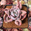 Echeveria 'Beyonce' Variegated 2" Succulent Plant