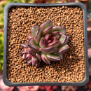Echeveria 'Coco Jelly' 1"-2" Succulent Plant