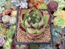 Echeveria Agavoides 'Ebony' 2" Succulent Plant