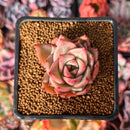 Echeveria 'Red Dragon' 1" Succulent Plant