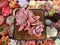 Graptoveria 'Mrs. Richards' Variegated 3" Succulent Plant