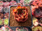 Echeveria Agavoides 'Australia Pink' 2" Succulent Plant
