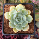 Echeveria 'Chloe' 1" Succulent Plant