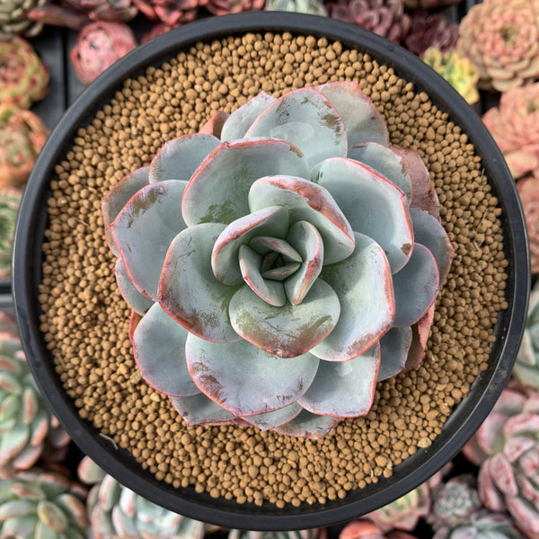 br succulent company Echeveria 'Brinks Blue' 3" Succulent Plant – True Succulents Plant Co