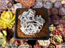 Echeveria 'Crispate Beauty' 2" Triple Headed Cluster Succulent Plant