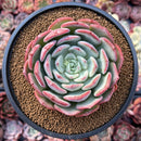 Echeveria 'Hongye' 4"-5" Large Succulent Plant