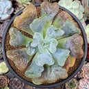 Echeveria 'Pagoda' 4" Succulent Plant