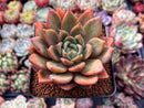 Echeveria Agavoides sp. Succulent Plant