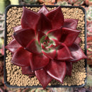 Echeveria Agavoides 'Luming' 3" Succulent Plant