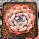 Echeveria 'Orange Monroe' 3" Succulent Plant