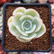 Echeveria 'Lemon Rose' Variegated 1" Succulent Plant