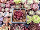 Echeveria Agavoides 'Pentera' 1" Small New Hybrid Succulent Plant