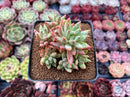 Pachyveria 'Bellgrave' Cluster 3" Succulent Plant