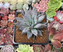 Echeveria 'Unguiculata' 2" Succulent Plant