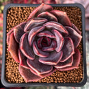 Echeveria 'Dark Chocolate' 2" Succulent Plant