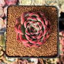 Echeveria Agavoides 'Fire Pillar' 2" Succulent Plant
