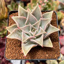 Echeveria 'Madiba' 2"-3" Succulent Plant