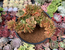 Echeveria 'Carnicolor' 4"-5" Crested Cluster Succulent Plant