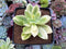 Echeveria 'Golden Glow' Variegated 2" Succulent Plant