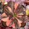 Echeveria 'Primadonna' Variegated 6" Large Succulent Plant