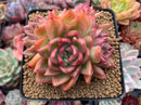 Echeveria Agavoides 'Floriditi' 4" Cluster Succulent Plant