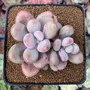 Graptopetalum 'Amethystinum' 2" Succulent Plant