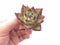 Echeveria Agavoides Montana 2” Rare Succulent Plant