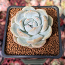 Echeveria 'Orange Monroe' 2" Succulent Plant