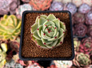 Echeveria Agavoides 'Blue Dragon' 2" Succulent Plant