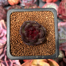 Echeveria 'Coco Jelly' 1" Succulent Plant