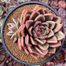Echeveria Agavoides sp. 4" Succulent Plant