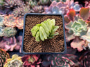 Haworthia Truncata Variegated 1"-2" Succulent Plant