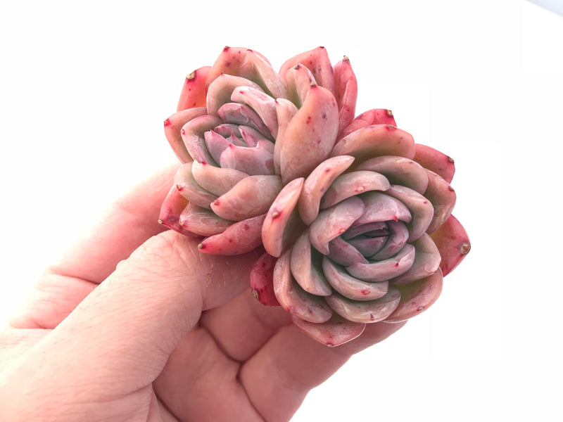 Echeveria Raspberry Ice 3” Rare Succulent Plant