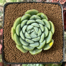 Echeveria 'Twin Berry' 2” Succulent Plant