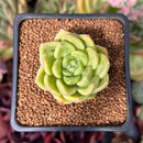 Echeveria 'Super Jelly' 1" Succulent Plant