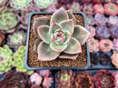 Echeveria Agavoides 'Jade Star' 2" Zusung Hybrid Succulent Plant