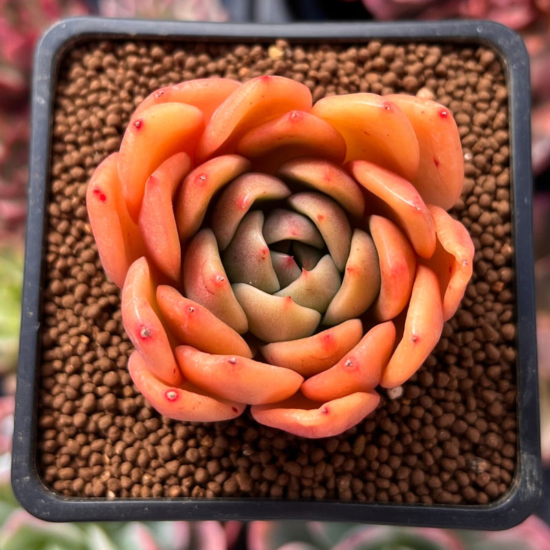 succulent color apple Echeveria 'Apple' 2" Succulent Plant