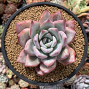 Echeveria 'Colorata' 4" Succulent Plant