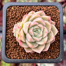 Echeveria 'Mario' Malgan Hybrid 1" Succulent Plant