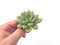Echeveria 'Omega' New Hybrid 1” Small Succulent Plant