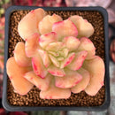 Echeveria 'Blade Runner' 2" Succulent Plant