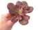Echeveria 'Primadonna' Variegated 5" Succulent Plant